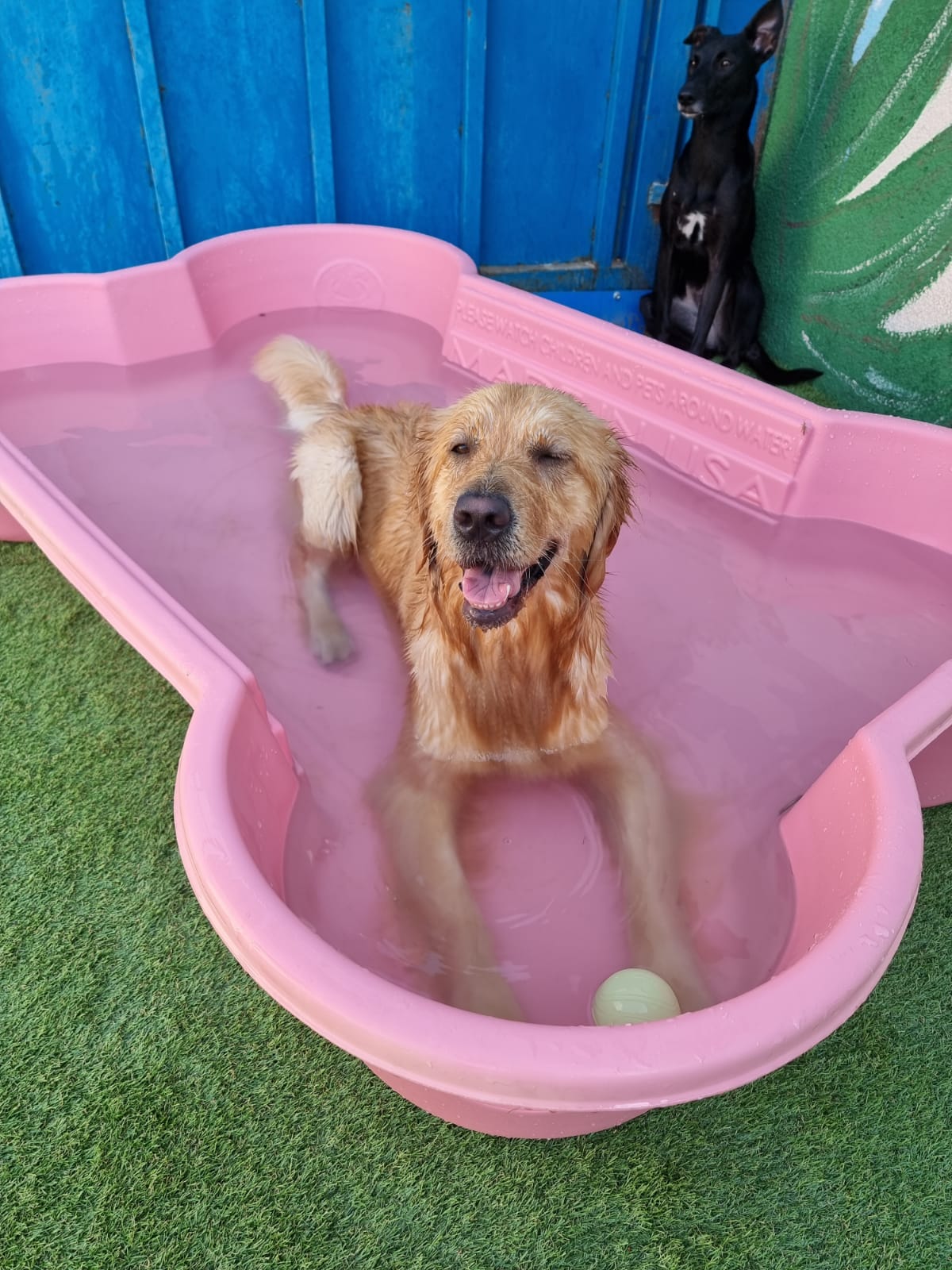 My Buddy Pet Care Best pet care in Dubai